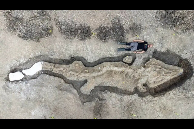 魚竜の化石